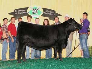 Junior Angus Show Grand Champion Owned