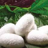 SILK PROTEINS, PROTECTED AND HYDRATED HAIR: It is extracted by the thread the silkworm (Bombyx Mori) makes.