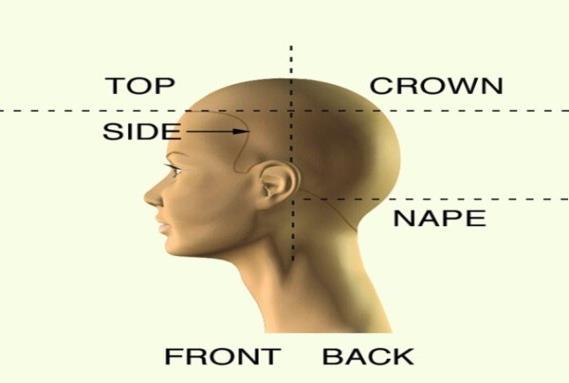 This area can be located by taking horizontal parting across the back of the head at occipital bone. Back- This area is located by parting from the apex to the back of the ear.