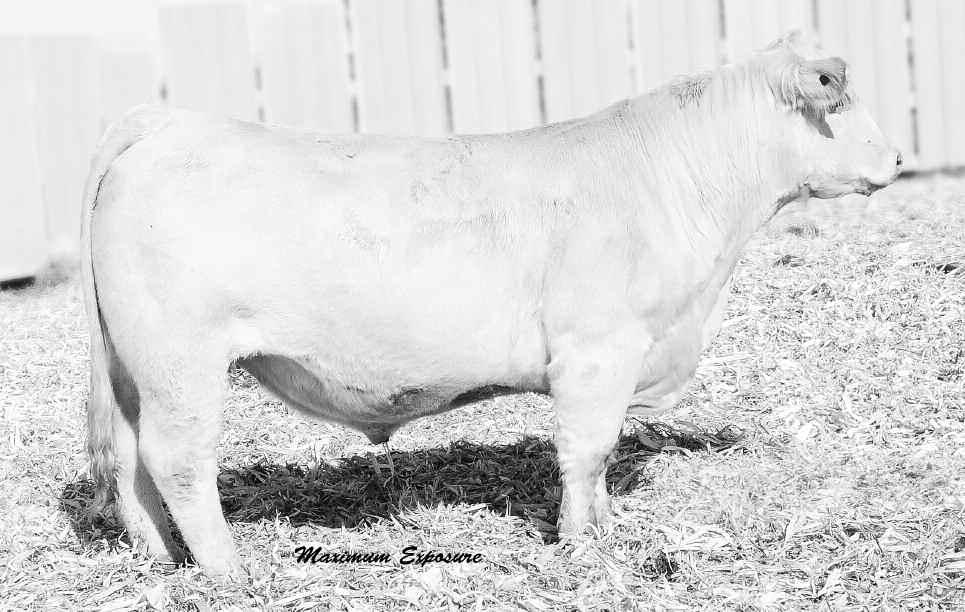PLd Lt ChaP S Lady 2170P LT PEARL S BREEZE 2236 P BCr PoLLed unlimited 003 Lt unlimited PearL 7053P 4L MiSS MaC yl11 Calving ease bulls with performance.
