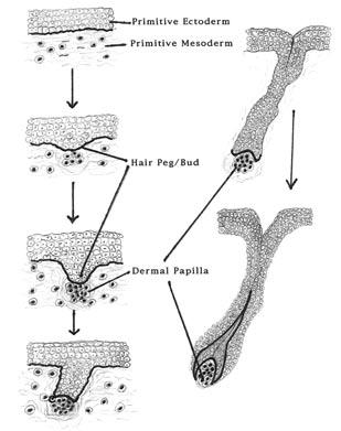 846 JOURNAL OF FORENSIC SCIENCES FIG. 1 Embryonic hair development. Left, progressive differentiation of cells in fetal skin to form the hair peg.