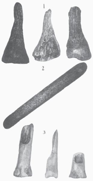 42 Texas Archeological and Paleontological Society distribution. The Cardwell flint collection, gathered near Nocona, Texas, contains only one artifact of that material. Floyd V.