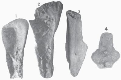 46 Texas Archeological and Paleontological Society the rough edges of the handle portions, or bases, have been rounded off and show well defined polish, with no notches or striations that would give