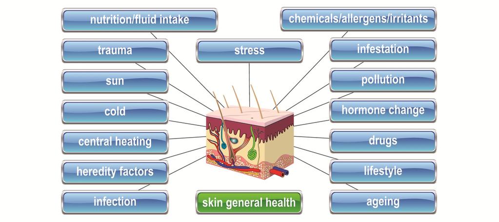 Internal and External Factors Affecting Skin Section Two: