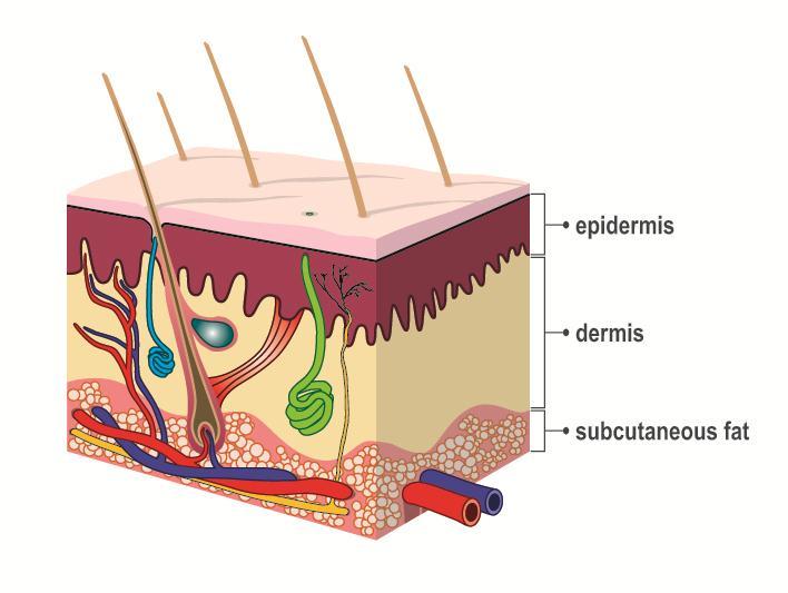 Structure of the skin Epidermis: Outer layer Stratum corneum - mainly composed of keratinocytes made up of 4 layers (basal/prickle/granular/horny) Dermis: Inner layer Thick layer beneath the