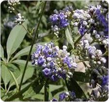 FEATURED ESSENTIAL OIL CHASTE TREE BOTANICAL NAME Vitex agnus-castus COMMON NAME Chaste tree, chasteberry, Monk's pepper PARTS USED Berries MEDICINAL BENEFITS Premenstrual syndrome - PMS (excepting