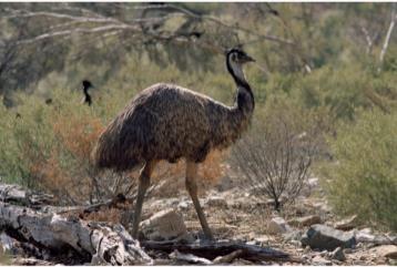 Where does Emu Oil come from? Our oil comes from free-range Australian Emus which are fed on a healthy diet of natural grain (with no additives or hormones) and pasture.