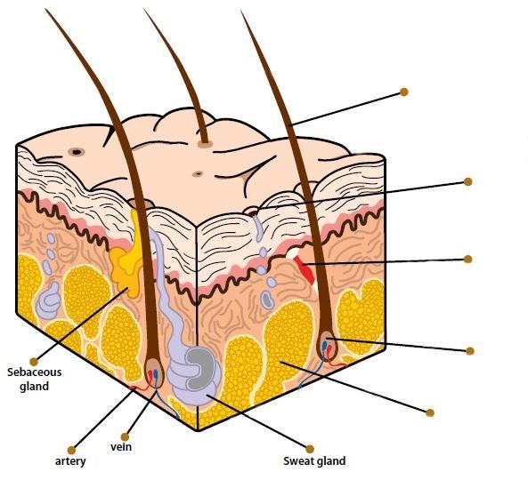 STRUCTURE OF INVISIBLE AND VISIBLE PART OF THE HAIR Hairs are fibrous formations made up for the most part of a protein called: KERATIN.