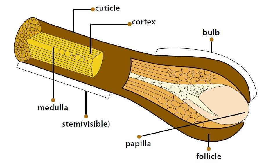 It is roughly cylindrical in shape, and from the outside inwards it is conventionally divided into three layers: Cuticle Cortex Medulla The Cuticle -This is the outermost layer that covers the whole