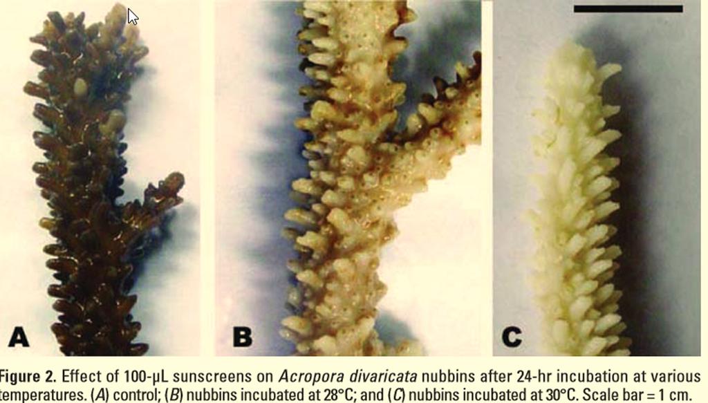 Reported impacts Bleaching of hard corals exposed to benzophenone (BP-2 and BP-3), shown in controlled experiments with coral nubbins Effect of 100-µL sunscreens on Acropora nubbins after 24-hr