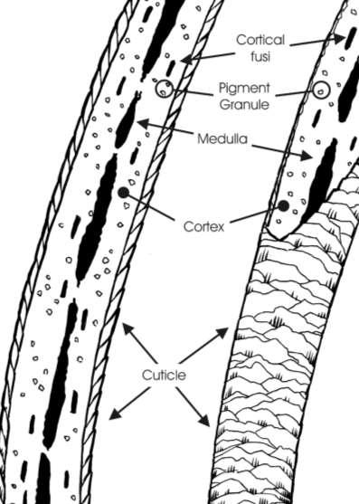 Structure of Hair The root sheath is the base from which the hair shaft grows.