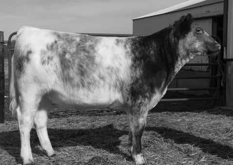 An ET calf from the best female we ever raised, which won her class at the NAILE. Lot 805- RL Rosie 209C 3.4 52 51 10 Consignor: Dutch Acres Farm 807 ESP Pennie Reg.