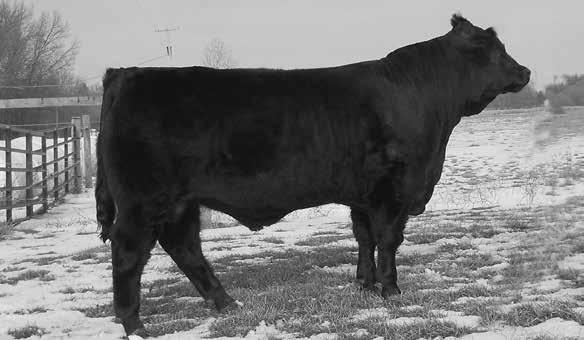 Networth C21 0.4 70 106 16 Semen available sale day or buyers can pay and arrange for shipments. Reg.