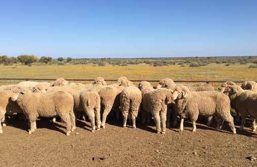 NSW Seasonal Report NORTHERN NSW The New England region has had a much better start to the year than last year however the most easterly portion of the area is still suffering from a green drought.
