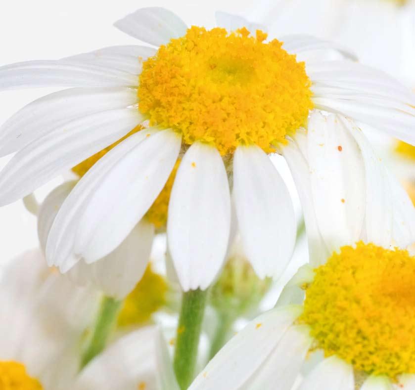 CAMOMILE Mineral Flowers Camomile wax is a 100 percent natural blend of concentrated mineral water from the Dead Sea with 26 Minerals and trace elements, Dead Sea Mud, a natural skin regenerator and