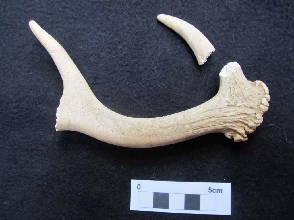Plate 14 Natural shed antler of 2 3year old buck There are records of large numbers of Eels given by Canute s wife as a gift to the Bury abbey from her estate in Lakenheath and there are records in