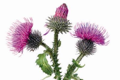 Burdock oil Burdock is used for massaging the dry dandruff and damaged hair.