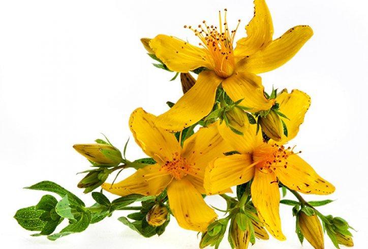 St. John`s wort acts as an astringent and promotes skin regeneration.