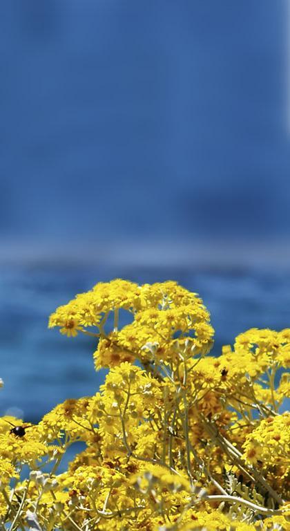 Immortelle Immortelle is a rare plant that grows in the hardly accessible land of the Adriatic coast, it has a characteristic yellow color,