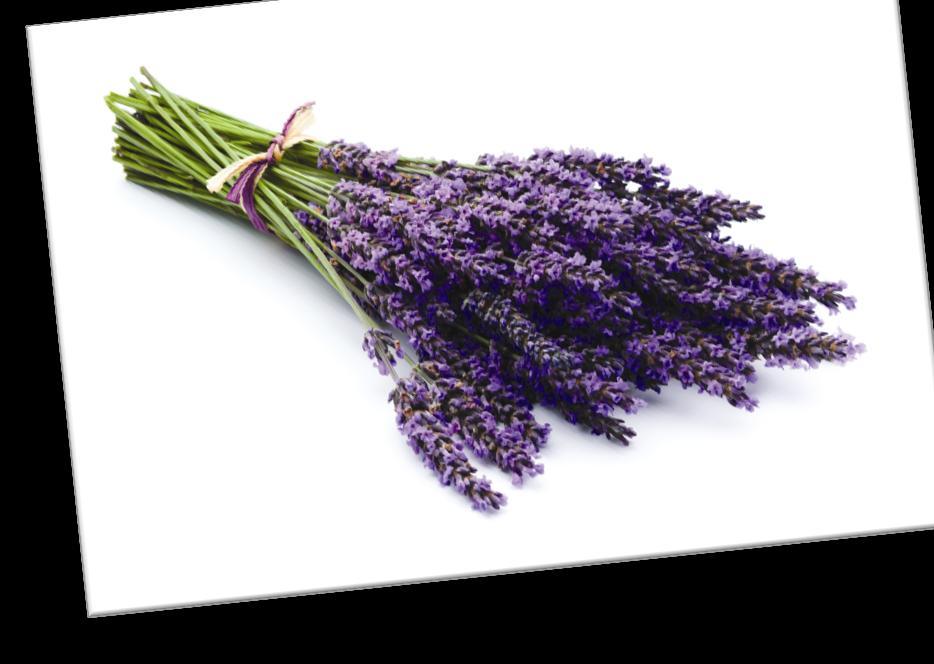 lavender Lavender has a scent that s a wonderful blend of fresh, floral, clean, and calm.