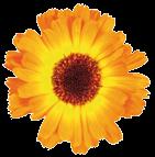 CALENDULA OFFICINALIS (MARIGOLD) FLOWER EXTRACT An aromatic plant belonging to the Asteracea family, characterised for having a height of nearly half a metre and orange/yellow flowers.