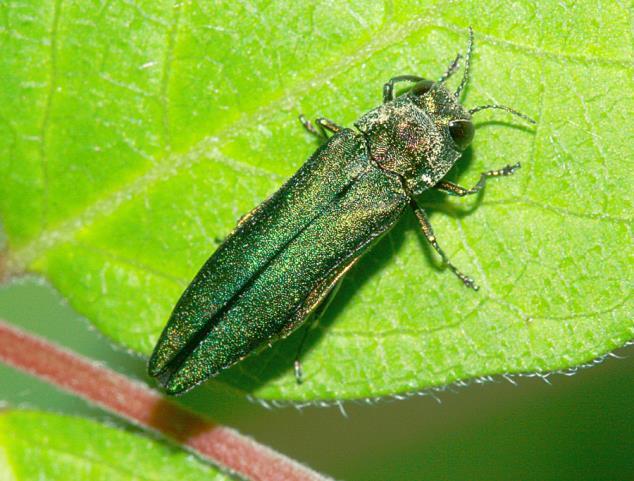 Emerald Ash Borer and Colorado Insects of Similar Appearance Adults of the emerald ash borer (Agrilus plannipennis) have an elongate, rather bullet-form body, typical of most beetles in the metallic