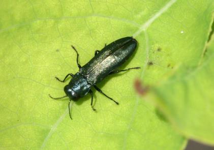 There are a great many Colorado native species of metallic wood borers in the same genus as the emerald ash borer, Agrilus.