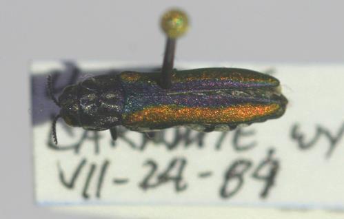 Agrilus pulchellus has wings with a green center band, but the wings are bordered by reddish purple. It is known to exist in Weld County and ranges in size from 7-11 mm.