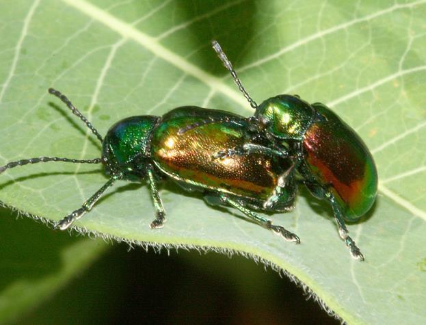 Apple flea beetle (Altica foliaceae) are small (5-6mm) shiny green beetles that are sometimes abundant on leaves of a great many
