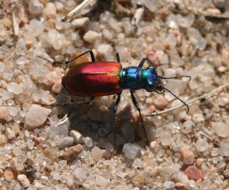 bright shiny coloration. It is associated with Apocynum species. Tiger Beetles.