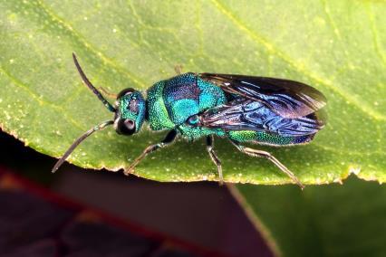 May Be Mistaken for Emerald Ash Borer Greenbottle flies. Greenbottle flies (Phaenicia spp.