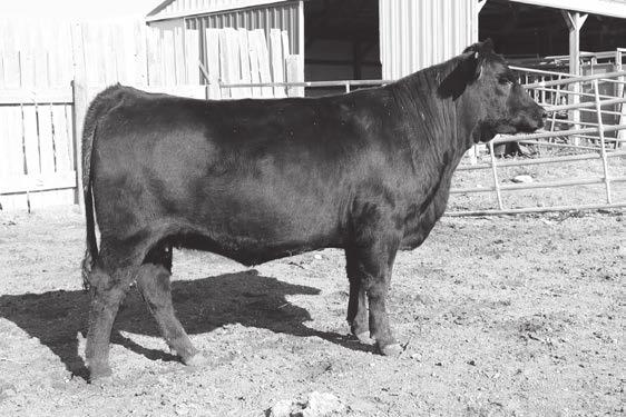 This bred heifer comes in an attractive easy fleshing package.