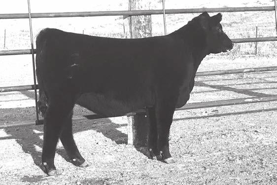 864 I+12 I+.2 I+60 I+103 I+22 I+40 I+.39 I+.66 I+.024 54.12 61.52 29.27 123.09 Talk About Cool! This heifer possesses the angularity, body shape and style that is very pleasing to the eye.