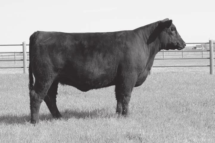 24 AI Bred to 44 Bragging Rights 4372 (+17894794). Due 4/29/2018. A.I. Bred to EXAR EZX 3772B (+17479034) Due 4/29/2018.