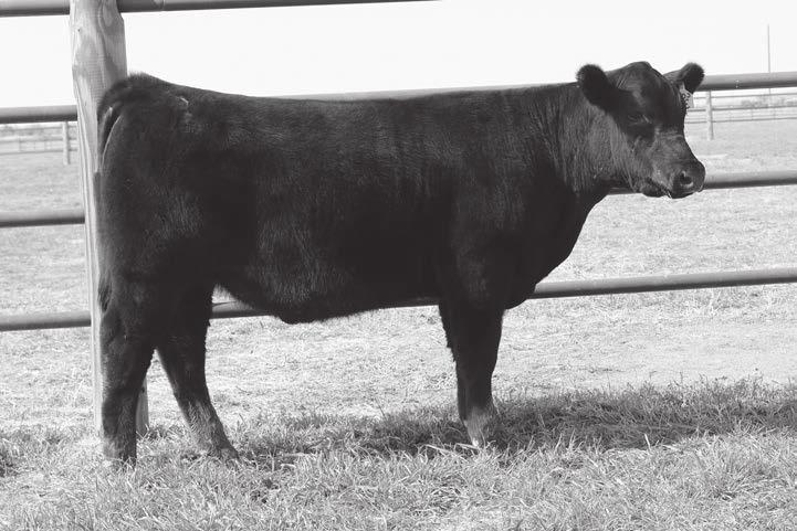 44 This classy looking Registered Angus Steer is stout featured, wide based and big middled.