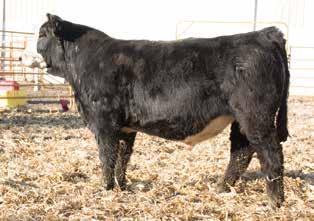 WLE Uno Mas X549 - reference sire J&C Red Twister F320 36 Red R/F Downtown B64 J&C Ms Sure Bet A52 J&C Downtown F53 Calved 2/21/18 Tattoo J&C F53 ASA# 3512622 JF American Pride 0987X WLE Lola W64 JS
