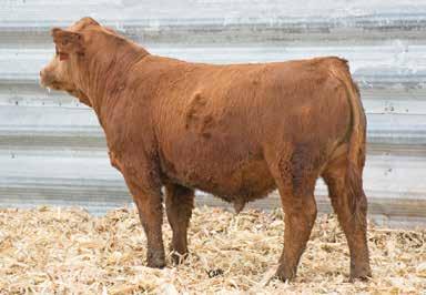 His dam and grand dam have been donors for us and made a lot of high quality cattle over the years. A purebred bull with all the convenience traits bred in.