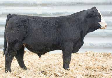 This hard to fault all purpose Bull is out of a beautiful dam sired by a full sib to Driver that we purchased from the Vogler boys.