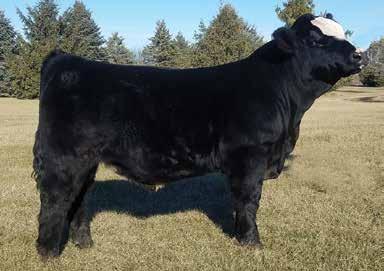 You will appreciate that old school Simmental Power in this bull and with so much length of body.