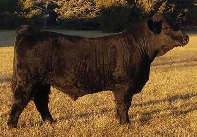 He is sired by LLSF Hardcore who has made his influence know in our herd and this sale. His full brother MR HS Die Hard also sells.