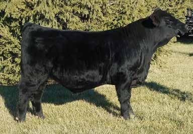 The Santa Fe sire group here has been nothing but good complete cattle that do many things right. s of maternal power bred in top and bottom here.