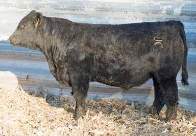 Predictability is bred into this crowd favorite Cowboy Cut son. He will be sure to add stretch and thickness with a splash of maternal foundation into his progeny. Buy with confidence here, boys!