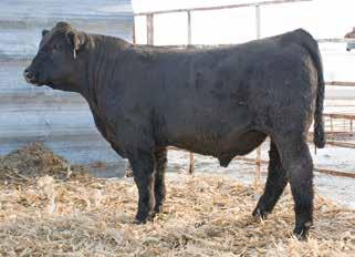 His dam is a tremendous producing Power Drive female.