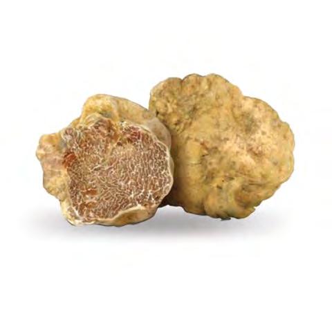 HAIRCARE Royal Treatment s fine ingredients make it one of the most luxurious hair care lines available on the market. White Truffle is one of the rarest, most sought-after ingredients in the world.