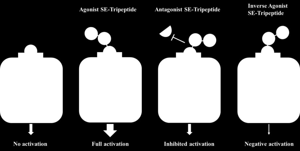 3) Our SE-tripeptides properly interact with specific target proteins.