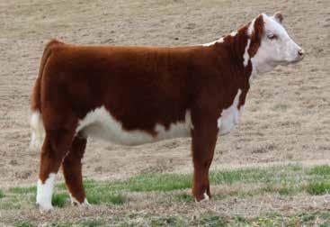03); MARB 0.13 (0.03); BMI$ 451; BII$ 523; CHB$ 102 This heifer is very gentle, well-structured and has an easy disposition. Smooth Throttle has proven to produce bulls and heifers.