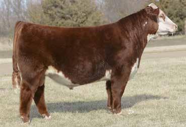 MISS TIME 0124 405B Dam of Lot 42 RST TIMES A WASTIN 0124 {CHB}{DLF,HYF,IEF} CRR ABOUT TIME 743 {SOD}{DLF,HYF,IEF} GG MISS TIME 0124 405B {DLF,HYF,IEF} RST MS 1000 BLAZER 2029 {DOD}{DLF,HYF,IEF}