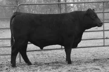 5 lot 4 Spring Bulls 2 BLC 0T26 Objective 006W Birth Date: 1/1/09 AAA: 16555225 Tattoo: 006W Schurrtop MC 2500 [AMF] BLC 2500 Rita 131T Ranks in the top 2% for WW, YW and $F, top 10% for Milk, top