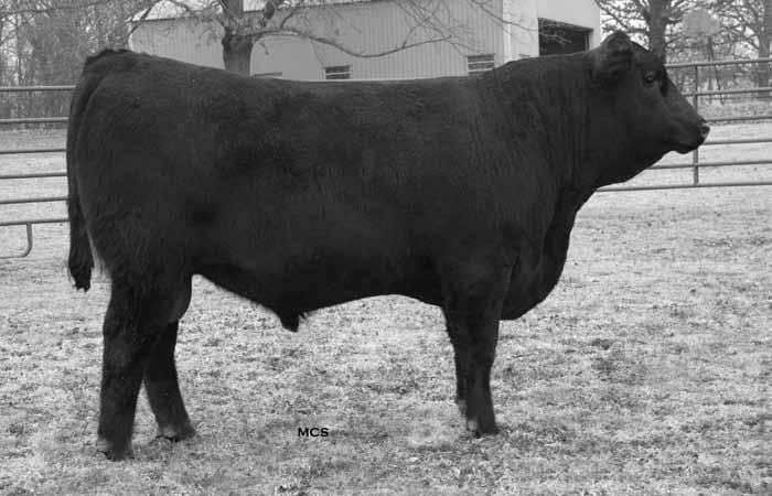 41 (101) 12.7 (111) Sweetwater Forever Lady 0164 [NHC-AMF] Waldeck Ef Forever Lady 9530 Ranks in the top 5% for $G, top 10% for YW, top 15% for WW, Marb, $F and $B, and top 20% for RE. 28.12 45.99 31.