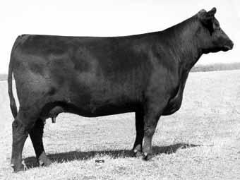 21 018W is out of the proven donor GAR New Design 3029, who has been one of the most successful breeding pieces here at BLC Angus and Gilbreath Enterprises.